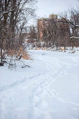 MIKAELA MACKENZIE / WINNIPEG FREE PRESS

The Seine River, near John Bruce Park, in Winnipeg on Monday, Dec. 28, 2020. Standup.

Winnipeg Free Press 2020