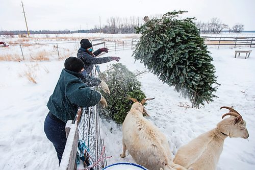 MIKAELA MACKENZIE / WINNIPEG FREE PRESS

Louise May (front) and her daughter, Zona May, feed Christmas trees to the goats at Aurora Farms in St. Norbert on Friday, Jan. 1, 2021. For Sarah L story.

Winnipeg Free Press 2020