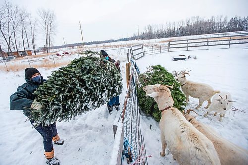 MIKAELA MACKENZIE / WINNIPEG FREE PRESS

Louise May (left) and her daughter, Zona May, feed Christmas trees to the goats at Aurora Farms in St. Norbert on Friday, Jan. 1, 2021. For Sarah L story.

Winnipeg Free Press 2020