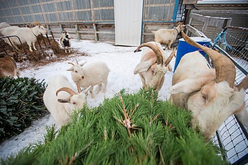 MIKAELA MACKENZIE / WINNIPEG FREE PRESS

The goats munch on Christmas trees at Aurora Farms in St. Norbert on Friday, Jan. 1, 2021. For Sarah L story.

Winnipeg Free Press 2020