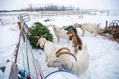 MIKAELA MACKENZIE / WINNIPEG FREE PRESS

The goats munch on Christmas trees at Aurora Farms in St. Norbert on Friday, Jan. 1, 2021. For Sarah L story.

Winnipeg Free Press 2020