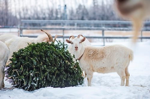 MIKAELA MACKENZIE / WINNIPEG FREE PRESS

The goats munch on Christmas trees at Aurora Farms in St. Norbert on Friday, Jan. 1, 2021. For Sarah L story.

Winnipeg Free Press 2020