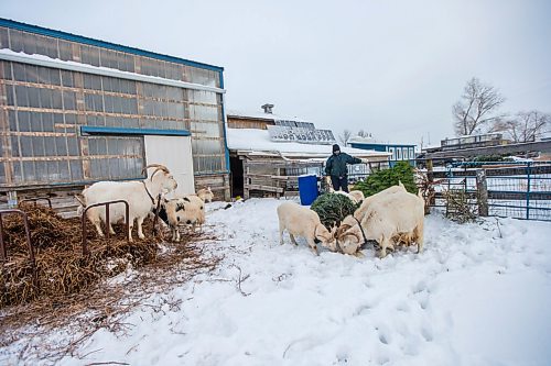 MIKAELA MACKENZIE / WINNIPEG FREE PRESS

Louise May of Aurora Farms feeds Christmas trees to the goats at her farm in St. Norbert on Friday, Jan. 1, 2021. For Sarah L story.

Winnipeg Free Press 2020