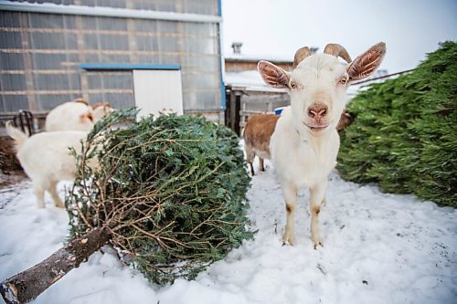 MIKAELA MACKENZIE / WINNIPEG FREE PRESS

The goats munch on Christmas trees at Aurora Farms in St. Norbert on Friday, Jan. 1, 2021. For Sarah L story.

Winnipeg Free Press 2020