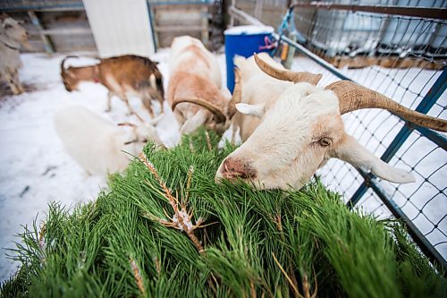 MIKAELA MACKENZIE / WINNIPEG FREE PRESS

The goats munch on Christmas trees at Aurora Farms in St. Norbert on Friday, Jan. 1, 2021. For Sarah L story.

Winnipeg Free Press 2020