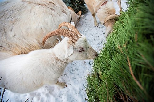 MIKAELA MACKENZIE / WINNIPEG FREE PRESS

The goats munch on Christmas trees at Aurora Farms in St. Norbert on Friday, Jan. 1, 2021. For Sarah L story.

Winnipeg Free Press 2020