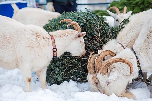 MIKAELA MACKENZIE / WINNIPEG FREE PRESS

The goats munch on Christmas trees at Aurora Farms in St. Norbert on Friday, Jan. 1, 2021. For Sarah L story.

Winnipeg Free Press 2020