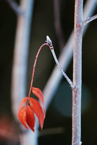 JOHN WOODS / WINNIPEG FREE PRESS
Trees are budding at Assiniboine Park garden in Winnipeg Wednesday, January 6, 2021. Unusually warm temperatures are causing some trees to bud early.

Reporter: JS