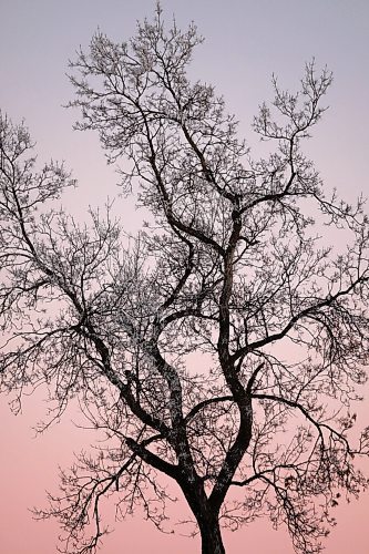 Daniel Crump / Winnipeg Free Press. Hoarfrost from a foggy morning still clings to the tops of trees on the bank of the Assiniboine river as the setting sun paints the skyline with shades of pink on Saturday evening. January 9, 2020.