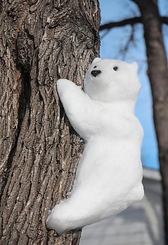RUTH BONNEVILLE / WINNIPEG FREE PRESS

ENT - Snow Bears


Description: They are calling them Bears on Barrington.

A St. Vital woman who lives on Barrington Ave. has turned her front yard into a polar bear playground.

Vinora Bennett loves working on sculpting and designs her bears made of snow and water in her front yard.  

Sick of being trapped inside during the lockdown, Vinora Bennett has sculpted almost a dozen polar  mama bears, cubs, big angry bears  out of the snow in her yard.

Her snow-bear sculptures range in size and formation, hanging in a tree, playing with young cubs, fishing and standing next to a Christmas tree and have become a bit of a tourist attraction, like the Christmas lights displays in Linden Woods.


Jan 12,. 2021