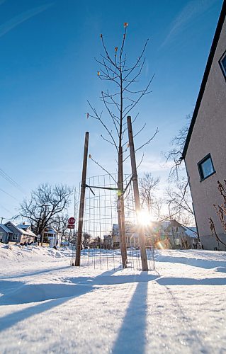 MIKE SUDOMA / WINNIPEG FREE PRESS
A small fence protects a young tree along Beatrice St Friday
January 15, 2021