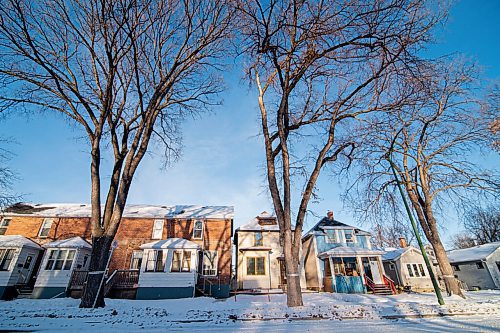 MIKE SUDOMA / WINNIPEG FREE PRESS
A row of banded Dutch Elm trees sit in front of a row of houses along Martin St Friday afternoon.
January 15, 2021