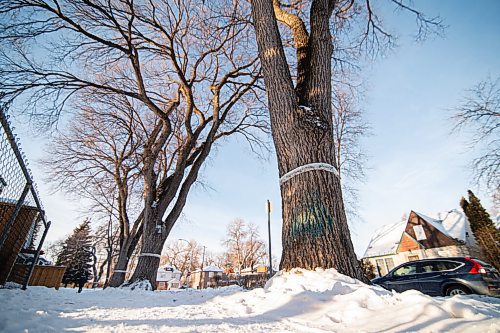 MIKE SUDOMA / WINNIPEG FREE PRESS
A row of banded Elm Trees sit along Martin St Friday afternoon
January 15, 2021