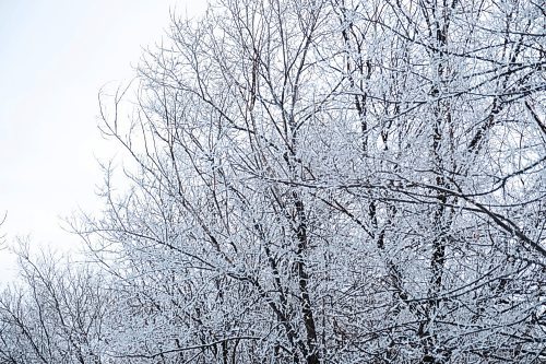 Daniel Crump / Winnipeg Free Press. Hoarfrost clings to the trees in West Broadway Saturday morning. January 16, 2021.