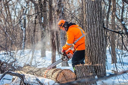 MIKAELA MACKENZIE / WINNIPEG FREE PRESS

City crew member Robert Drobot chops up a diseased tree during Dutch elm disease treatment in King's Park in Winnipeg on Monday, Jan. 18, 2021.  Standup.

Winnipeg Free Press 2021