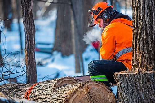 MIKAELA MACKENZIE / WINNIPEG FREE PRESS

City crew member Robert Drobot chops up a diseased tree during Dutch elm disease treatment in King's Park in Winnipeg on Monday, Jan. 18, 2021.  Standup.

Winnipeg Free Press 2021