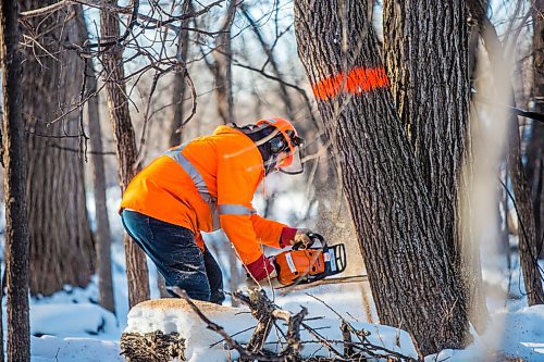 MIKAELA MACKENZIE / WINNIPEG FREE PRESS

City crew member Robert Drobot works on taking a diseased tree down during Dutch elm disease treatment in King's Park in Winnipeg on Monday, Jan. 18, 2021.  Standup.

Winnipeg Free Press 2021