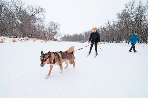 Mike Sudoma / Winnipeg Free Press
Quinn pulls her owner, and Winnipeg Free Press reporter, Eva Wasney along the frozen river trail as they get instruction from Snow Motion founder, Susie Strachan in La Barriere park as they take a lesson in the sport of Skijoring Saturday morning
January 23, 2021