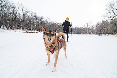 Mike Sudoma / Winnipeg Free Press
Quinn pulls her owner, and Winnipeg Free Press reporter, Eva Wasney along the frozen river trail in La Barriere park Saturday morning as they take a lesson in the sport of Skijoring from Susie Strachan and Lorne Volk of the Snow Motion Skijoring Club.
January 23, 2021