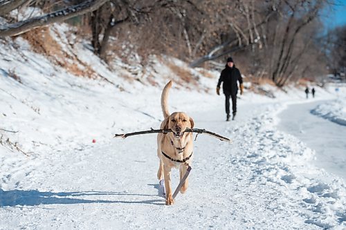 MIKE SUDOMA / WINNIPEG FREE PRESS
A happy dog runs with a big stick along the Assiniboine River trail Sunday afternoon
January 24, 2021