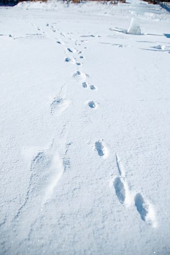 MIKE SUDOMA / WINNIPEG FREE PRESS
A trail of boot prints alongside a trail of paw prints along the Assiniboine River trail Sunday morning
January 24, 2021