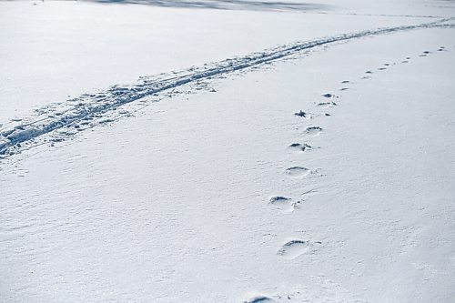 MIKE SUDOMA / WINNIPEG FREE PRESS
Boot prints and a trail left by cross country skiers in the snow alongside the Assiniboine River trail Sunday afternoon
January 24, 2021