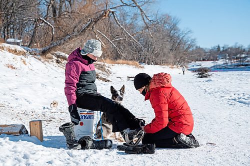 MIKE SUDOMA / WINNIPEG FREE PRESS
Nadia Regehr and her pup Lou help her daughter, Leanne Regehr Lee tie up her skates along the Assiniboine River trail Sunday
January 24, 2021