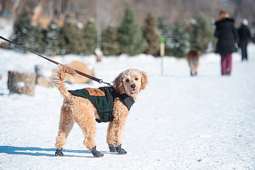 MIKE SUDOMA / WINNIPEG FREE PRESS
Cooper shows off his fancy winter boots and coat along the Assiniboine River trail Sunday
January 24, 2021