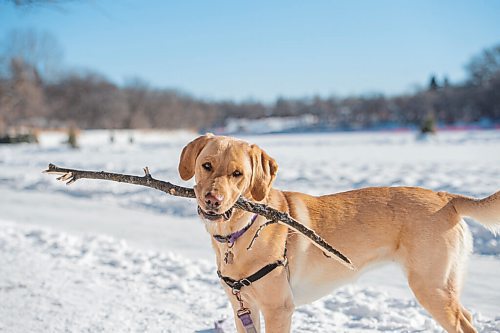 MIKE SUDOMA / WINNIPEG FREE PRESS
A happy dog proudly shows off a stick they found along the Assiniboine River Trail Sunday afternoon
January 24, 2021