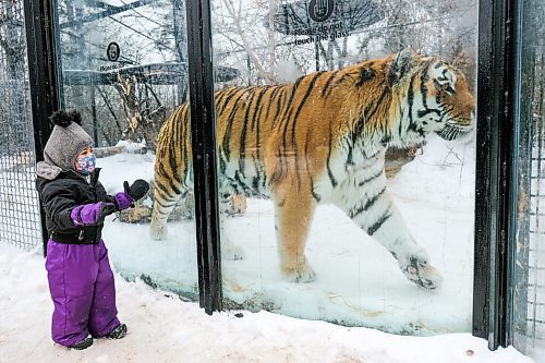 Daniel Crump / Winnipeg Free Press. Milania Porpiglia gets up close to a tiger at the Winnipeg Zoo. The zoo has reopened for the first time since COVID restrictions we tightened late last year. January 30, 2021.