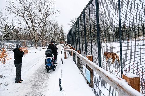 Daniel Crump / Winnipeg Free Press. Visitors to the Winnipeg Zoo watch the tiger. The zoo is open for the first time since COVID restrictions we tightened late last year. January 30, 2021.