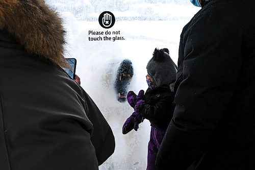 Daniel Crump / Winnipeg Free Press. Milania Porpiglia comes face-to-face with a polar bear at the Journey to Churchill exhibit at the Winnipeg Zoo. The zoo is open for the first time since COVID restrictions we tightened late last year. January 30, 2021.