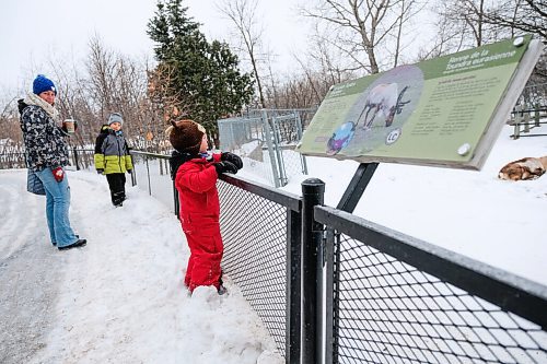 Daniel Crump / Winnipeg Free Press. Bennett Sendall (red snowsuit) watches the reindeer at the Winnipeg Zoo. The zoo is open for the first time since COVID restrictions we tightened late last year. January 30, 2021.