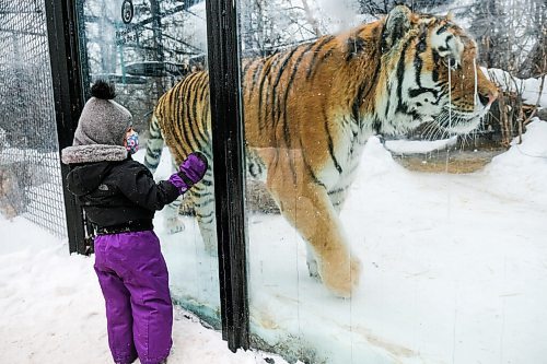 Daniel Crump / Winnipeg Free Press. Milania Porpiglia gets up close to a tiger at the Winnipeg Zoo. The zoo has reopened for the first time since COVID restrictions we tightened late last year. January 30, 2021.