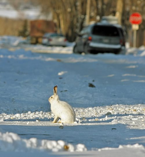 Brandon Sun HARE-Y SITUATION ON CITY STREETS--A snowshow hare stops in the sunn at the end of a back lane on 24th Street on Tuesday afternoon. (Bruce Bumstead/Brandon Sun)