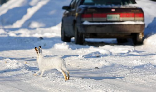 Brandon Sun HARE-Y SITUATION ON CITY STREETS--A snowshoe hare darts down 24th Street late Tuesday afternoon. (Bruce Bumstead/Brandon Sun)