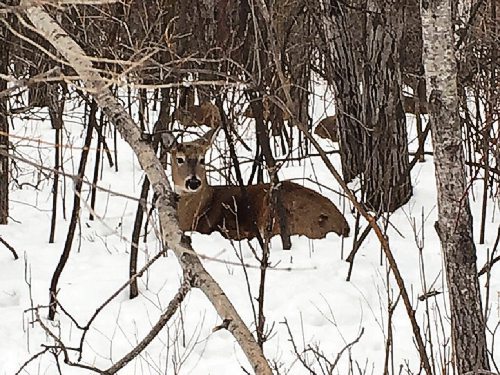 Canstar Community News Pandemic life does not resemble Groundhog Day in Fort Garry, where people are doing their utmost to make the best of their surroundings, as are the local wildlife.