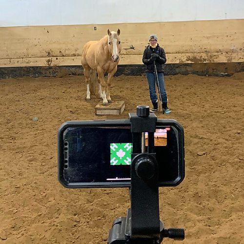 Canstar Community News Manitoba 4-H Council is offering virtual equine sessions to its members this year. (SUPPLIED)