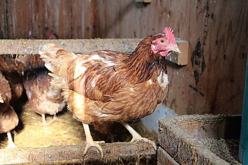 Canstar Community News Loewen calls his hens Henny Penny and other names while recording his songs. His grandkids enjoy it, he said. (GABRIELLE PICHÉ/CANSTAR COMMUNITY NEWS/HEADLINER)