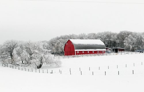 Brandon Sun 050210 A bright red barn stands out against the hoar frost at a farm north of Brandon, Man. along highway 10 on a cool Friday, February 5, 2010. Owner Archie Londry bought the farm in 1946 after returning from serving in the second world war. (Tim Smith/Brandon Sun)