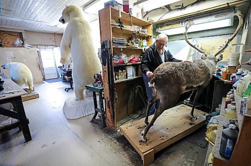RUTH BONNEVILLE / WINNIPEG FREE PRESS 

Local - Telesky's Taxidermist business

Long standing local taxidermist, David Baxter, retired the biz last year and is in the process of clearing out his remaining inventory including large polo bears. one of which he is wrapping and crating to head to Costa Rica.  There are many other items that still need to be crated and shipped out including a walrus, caribou and another polo bear.  Many mounted items like fish, caribou and musk ox heads that never were claimed by their owner still remain.  The business has been around for over 55 years and still operates with many original tools and office supplies like a typewriter, old cash register and phone.  

The taxidermy business was already struggling before the pandemic but now it is too challenging for Baxter to keep the business operating.  

Photos of owner, Dave Baxter, crating a polo bear to ship out and interesting detail shots of the business.  


March 03, 2021

