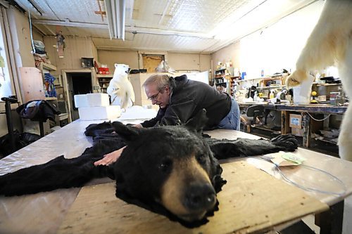 RUTH BONNEVILLE / WINNIPEG FREE PRESS 

Local - Telesky's Taxidermist business

Long standing local taxidermist, David Baxter, retired the biz last year and is in the process of clearing out his remaining inventory including large polo bears. one of which he is wrapping and crating to head to Costa Rica.  There are many other items that still need to be crated and shipped out including a walrus, caribou and another polo bear.  Many mounted items like fish, caribou and musk ox heads that never were claimed by their owner still remain.  The business has been around for over 55 years and still operates with many original tools and office supplies like a typewriter, old cash register and phone.  

The taxidermy business was already struggling before the pandemic but now it is too challenging for Baxter to keep the business operating.  

Photos of owner, Dave Baxter, crating a polo bear to ship out and interesting detail shots of the business.  


March 03, 2021
