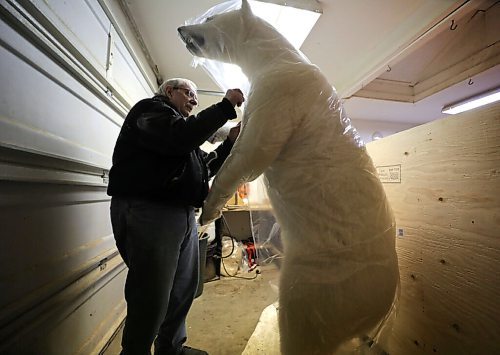 RUTH BONNEVILLE / WINNIPEG FREE PRESS 

Local - Telesky's Taxidermist business

Long standing local taxidermist, David Baxter, retired the biz last year and is in the process of clearing out his remaining inventory including large polo bears. one of which he is wrapping and crating to head to Costa Rica.  There are many other items that still need to be crated and shipped out including a walrus, caribou and another polo bear.  Many mounted items like fish, caribou and musk ox heads that never were claimed by their owner still remain.  The business has been around for over 55 years and still operates with many original tools and office supplies like a typewriter, old cash register and phone.  

The taxidermy business was already struggling before the pandemic but now it is too challenging for Baxter to keep the business operating.  

Photos of owner, Dave Baxter, crating a polo bear to ship out and interesting detail shots of the business.  


March 03, 2021
