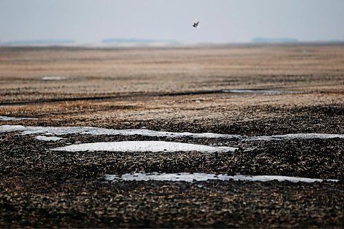 JOHN WOODS / WINNIPEG FREE PRESS
Fields with little snow cover and an early melt just west of Winnipeg Sunday, March 7, 2021. Low moisture conditions in the fields and the early melt may lead to drought conditions for some Manitoba farmers.

Reporter: May