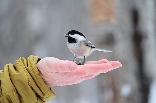 Canstar Community News A black-capped chickadee gets friendly at Assiniboine Park.