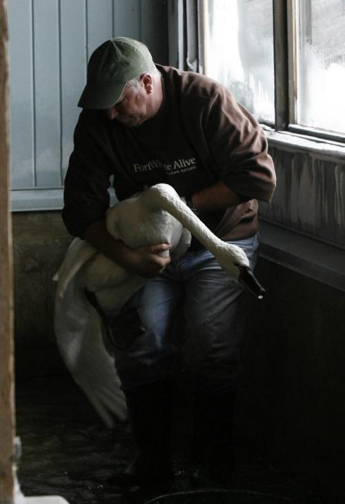MIKE.DEAL@FREEPRESS.MB.CA 100211 - Thursday, February 11th, 2010 FortWhyte Alive site manager, Ken Cudmore, captures a Swan that will be transported to its new home at the Assiniboine Zoo. FortWhyte Alive is changing the waterfowl exhibit to house Burrowing Owls and Black-tailed Prairie Dogs. See Adam Wazny story. MIKE DEAL / WINNIPEG FREE PRESS