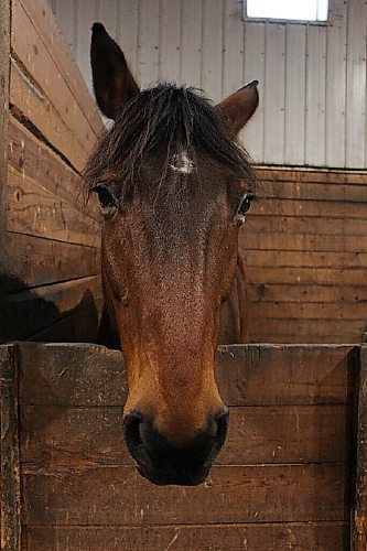 Canstar Community News Therapy horse Sue waits inside West Wind Stables on a rainy March 9. (GABRIELLE PICHÉ/CANSTAR COMMUNITY NEWS/HEADLINER)