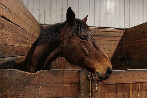 Canstar Community News Therapy horse Sue waits inside West Wind Stables on a rainy March 9. (GABRIELLE PICHÉ/CANSTAR COMMUNITY NEWS/HEADLINER)