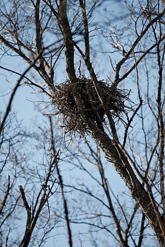 JOHN WOODS / WINNIPEG FREE PRESS
An empty hawks nest sits in a tree on Rousseau Avenue East in Winnipeg Tuesday, March 16, 2021. 

Reporter: ?