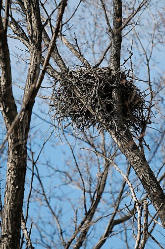 JOHN WOODS / WINNIPEG FREE PRESS
An empty hawks nest sits in a tree on Rousseau Avenue East in Winnipeg Tuesday, March 16, 2021. 

Reporter: ?